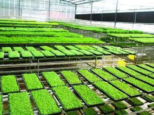 水稻育秧設(shè)備有幾種用法？